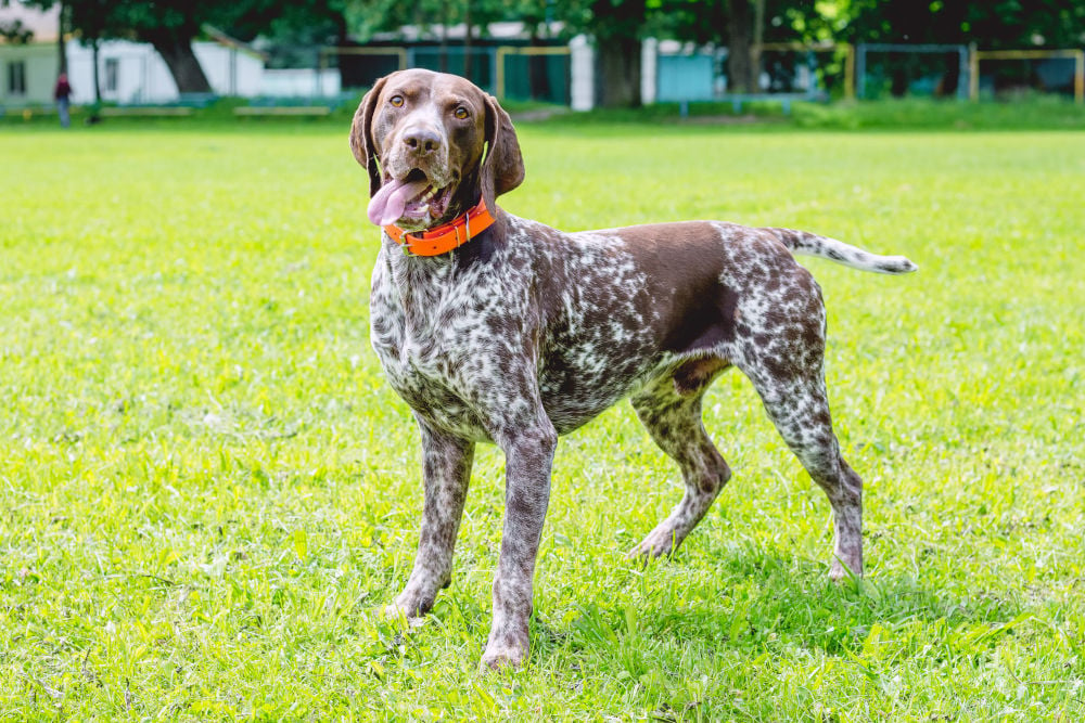 German Shorthaired Pointer top 2022